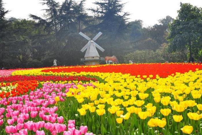蝶彩花卉園