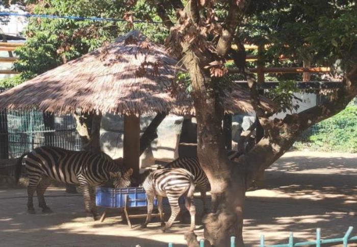 西雙版納熱帶動物園