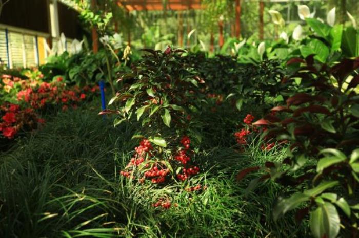 萬寧-興隆熱帶植物園
