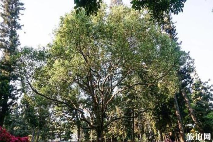 鄧小平紀念園