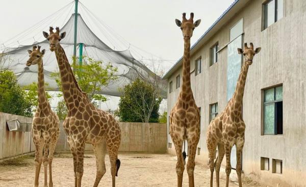 阜陽野生動物園