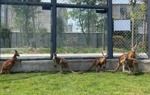 阜陽野生動物園