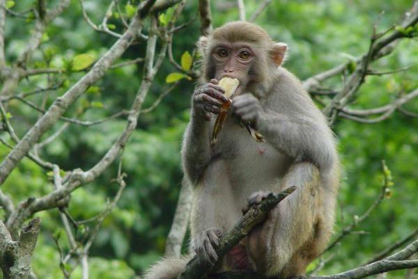濮陽東北莊野生動物園