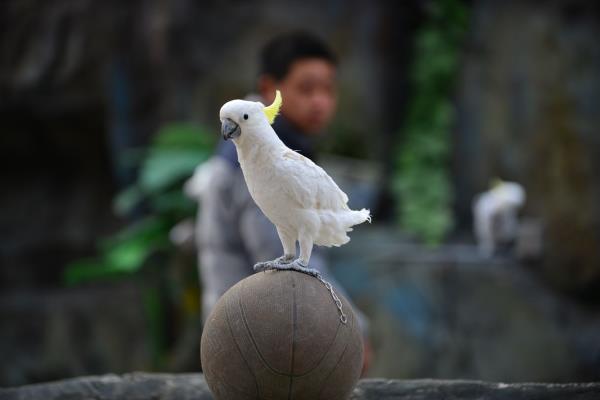 濮陽東北莊野生動物園