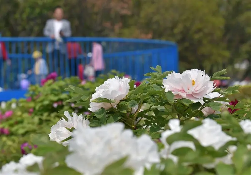 福恩牡丹園