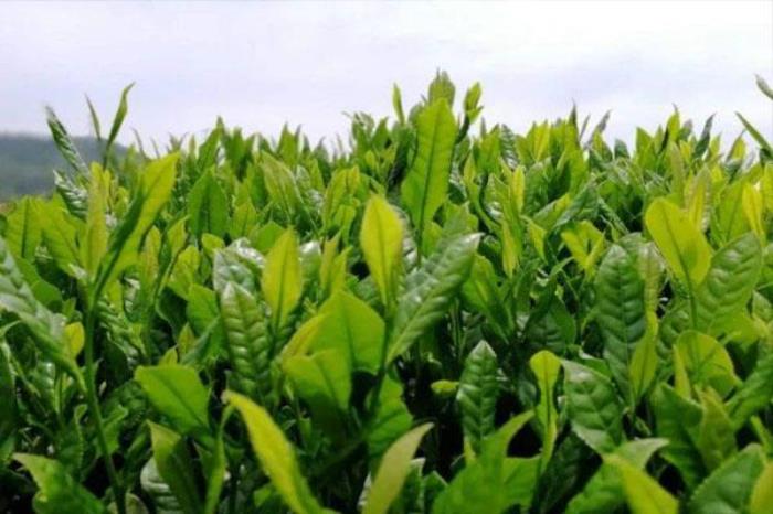 松蘿茶文化博覽園