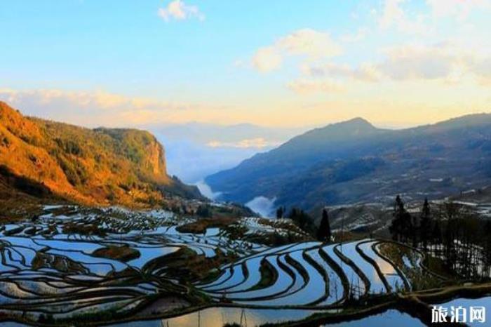 多依樹梯田