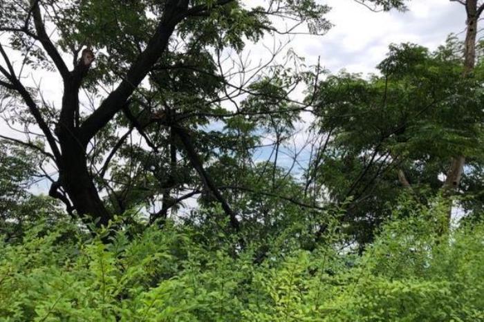 洪慶山國家森林公園