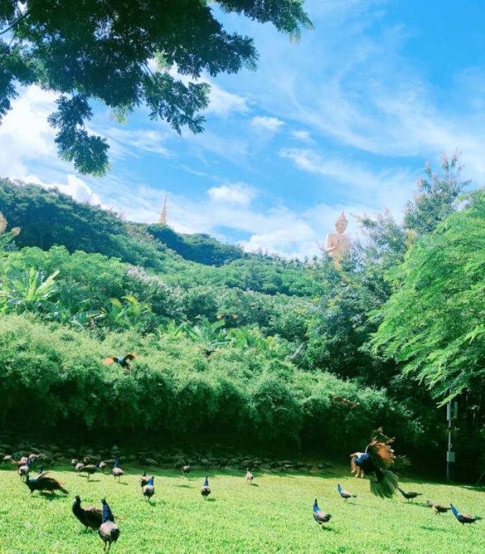 西雙版納勐泐文化旅游區(qū)