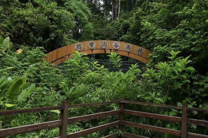 西雙版納雨林谷