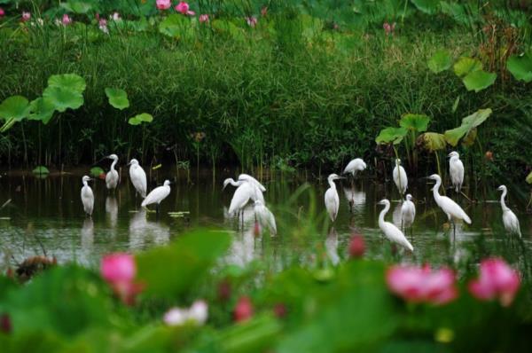 濟寧微山湖國家濕地公園