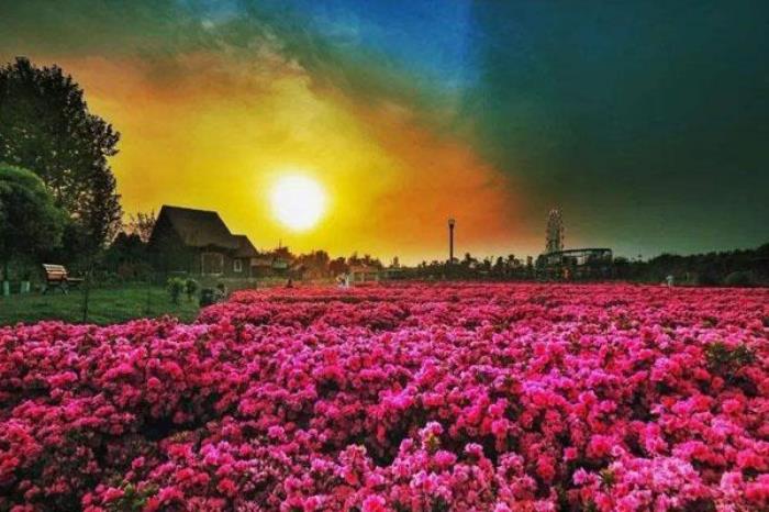 蜀國鵑都