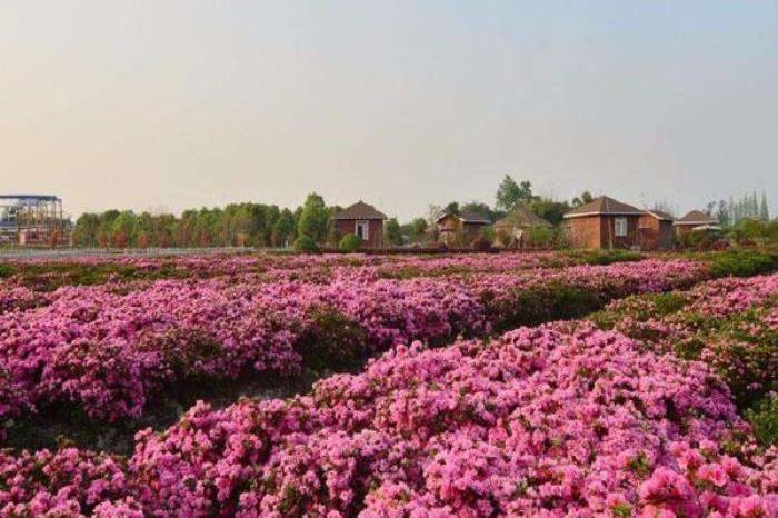 蜀國鵑都