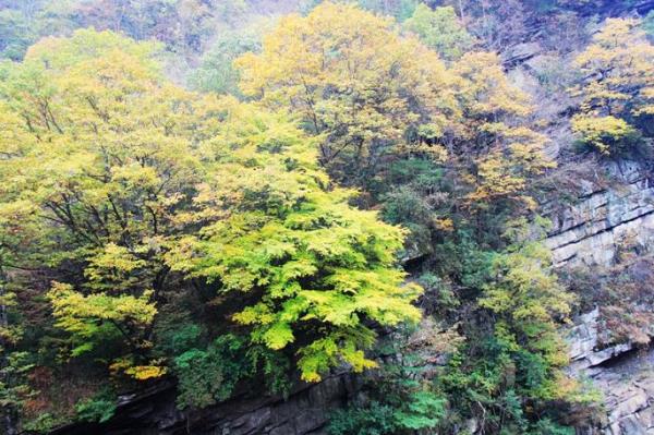 漢中黎坪國家森林公園