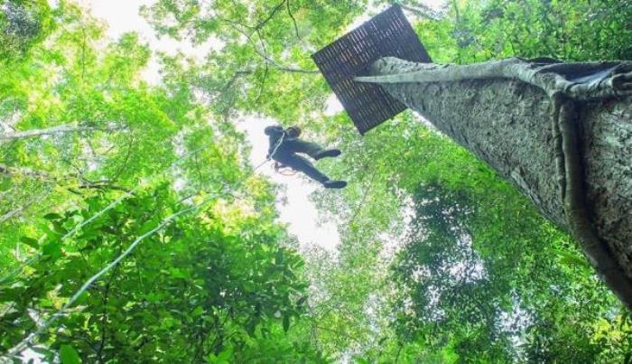 西雙版納原始森林公園叢林飛躍