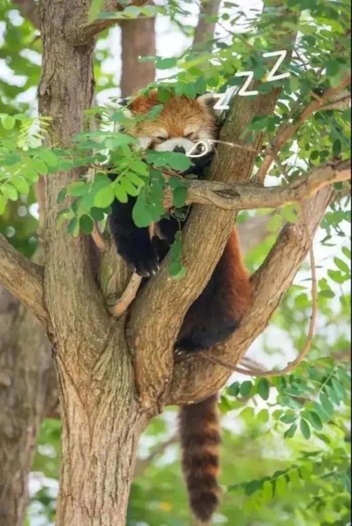 鞍山動(dòng)物園