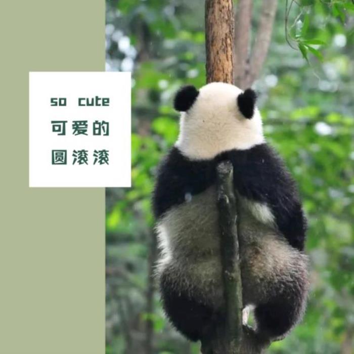 鞍山動(dòng)物園