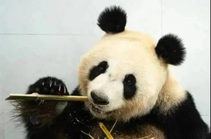 鞍山動(dòng)物園