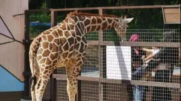 鞍山動(dòng)物園