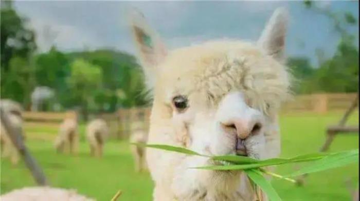 鞍山動(dòng)物園
