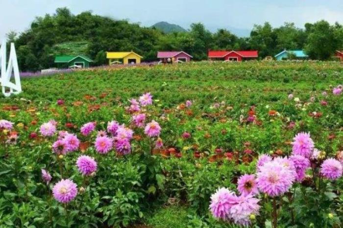 上關(guān)花景區(qū)