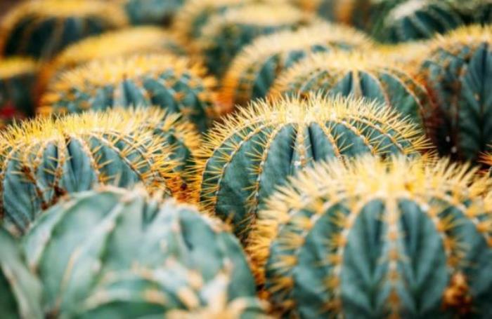 廈門園林植物園