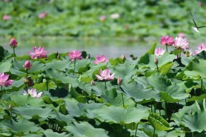 異龍湖萬畝荷花園