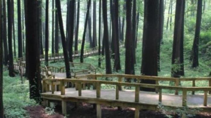 波爾登森林公園