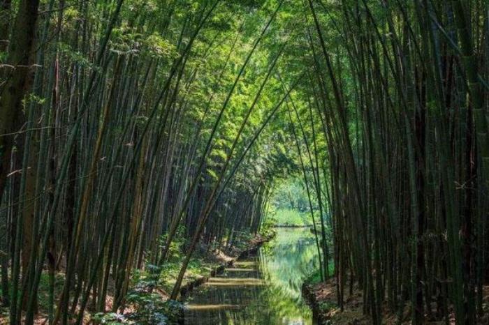 竹子溪濕地公園