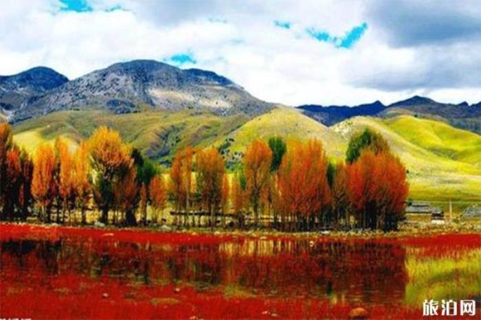 桑堆紅草地