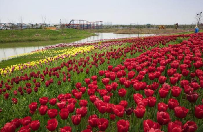 百萬花海風景區