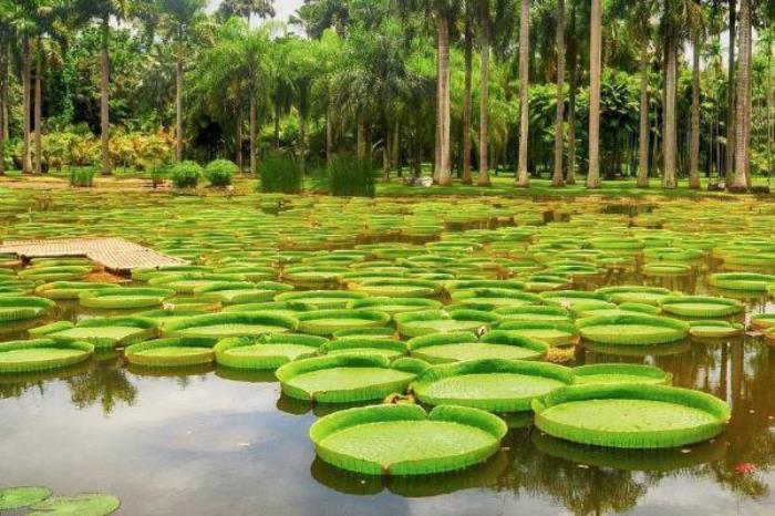 中國科學院西雙版納熱帶植物園