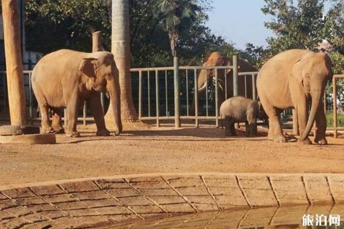 圓通山動物園