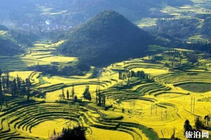 羅平油菜花