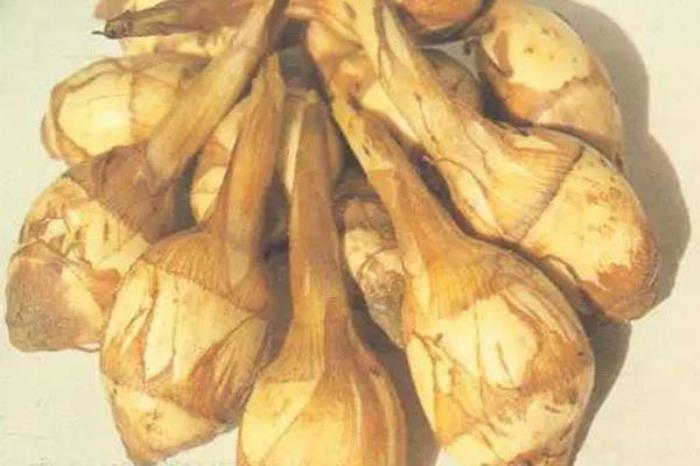 臺山特產有哪些 冬天適合吃什么臺山特產