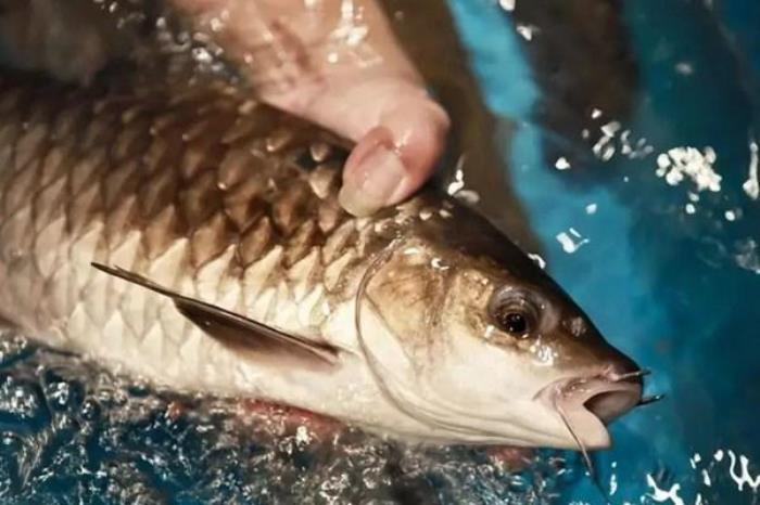 馬來西亞忘不了魚是什么魚?一斤多少錢?