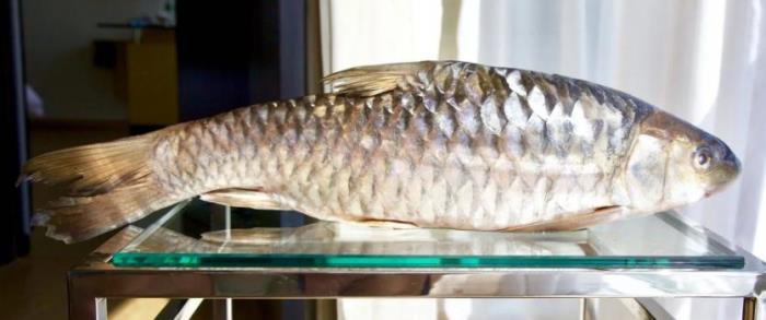 馬來西亞忘不了魚是什么魚?一斤多少錢?